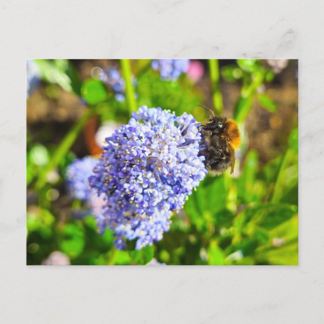 Postal Bee (Anverso)