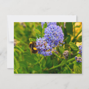 Postal Bee