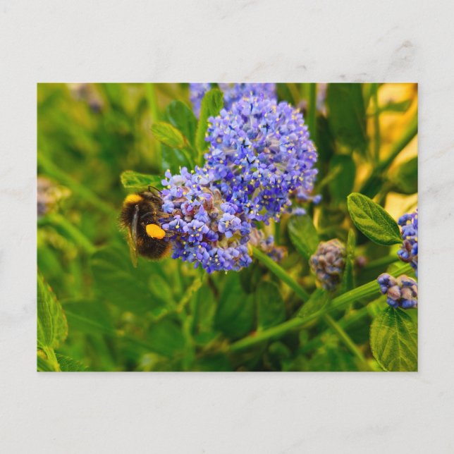 Postal Bee (Anverso)