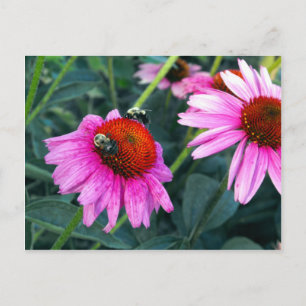 Postal Bee and Coneflower