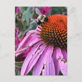Postal Bee and Coneflower 