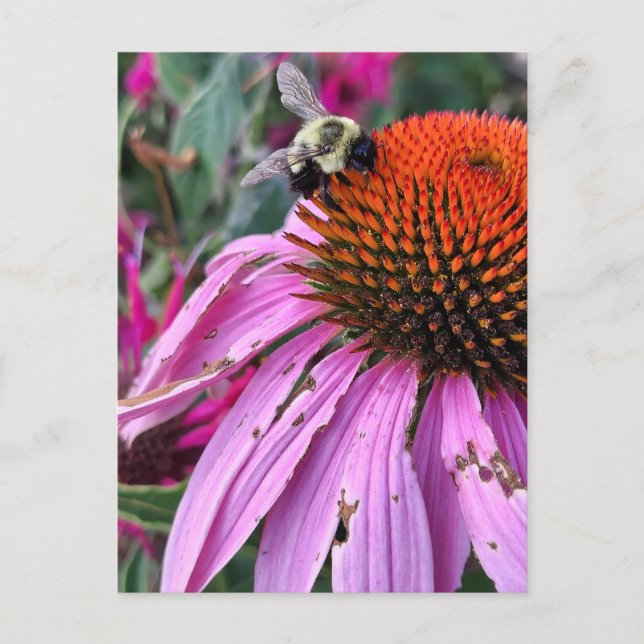 Postal Bee and Coneflower  (Anverso)