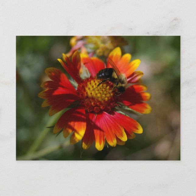 Postal Bee and Flower (Anverso)