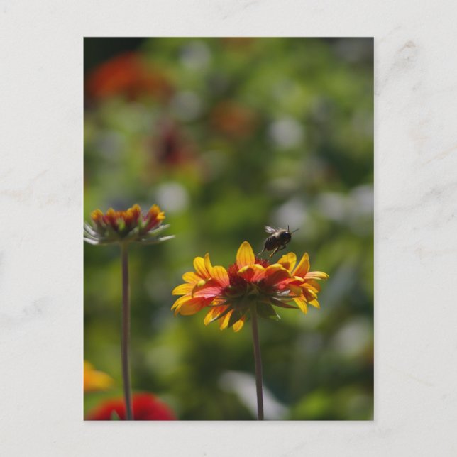Postal Bee and Flower (Anverso)