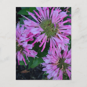 Postal Bee Balm