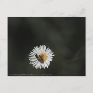 Postal Bee cosmopolita