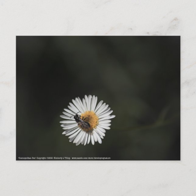 Postal Bee cosmopolita (Anverso)