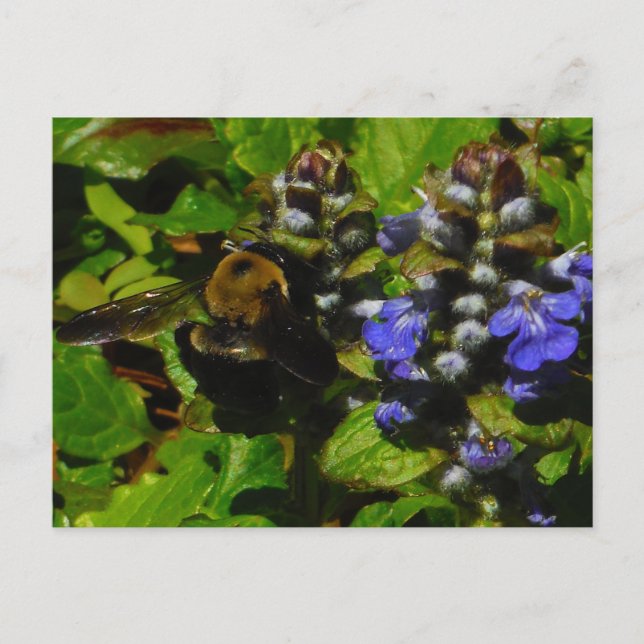 Postal Bee de abejas moradas y abeja de burbujas (Anverso)