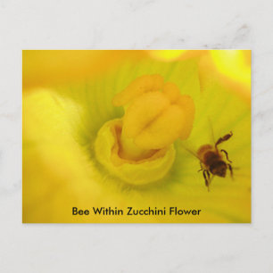 Postal Bee Dentro De La Flor De Zucchini