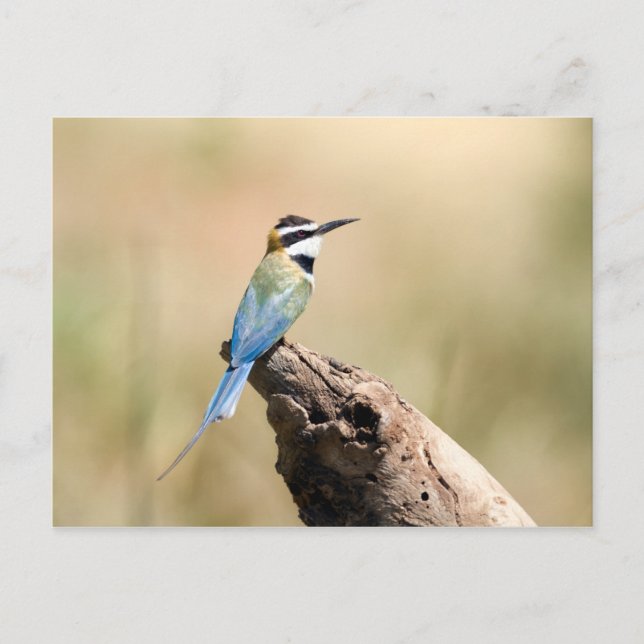 Postal Bee-eater (Anverso)