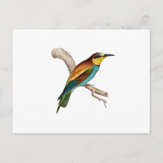 Postal Bee Eater