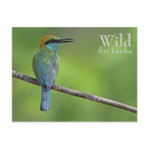 Bee-eater personalizado