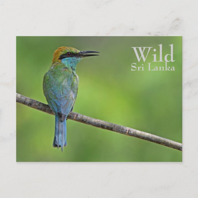 Postal Bee-eater personalizado (Anverso)