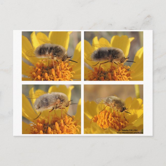 Postal Bee Fly - Familia Bombyliidae (Anverso)