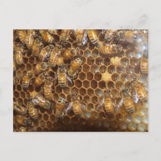 Postal Bee Hive (Anverso)