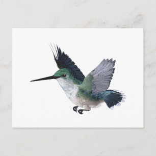 Postal Bee Hummingbird