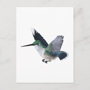 Postal Bee Hummingbird
