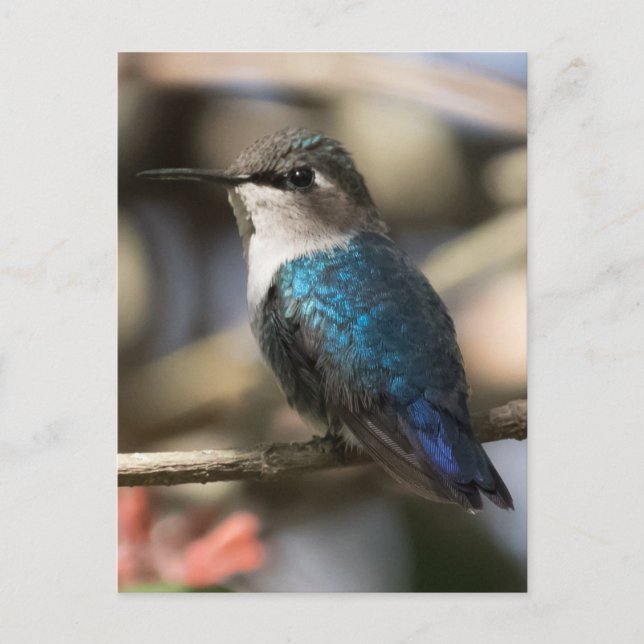 Postal Bee Hummingbird (Anverso)