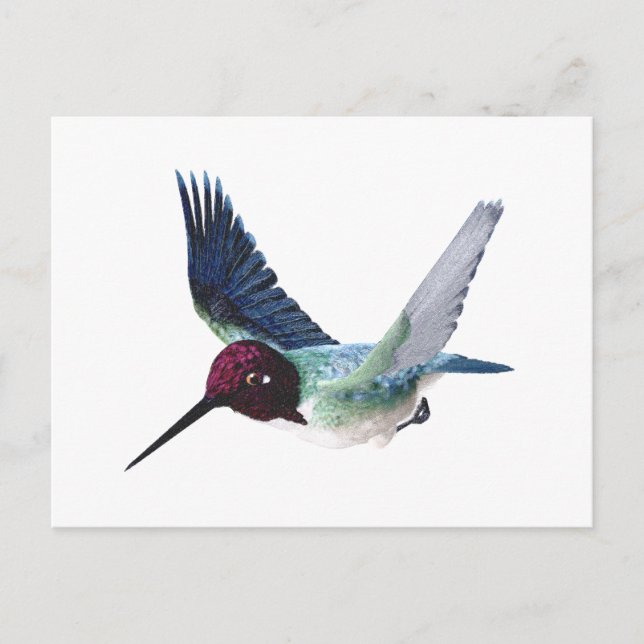 Postal Bee Hummingbird Male (Anverso)