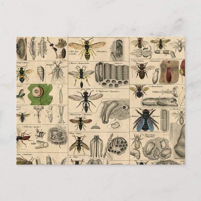 Postal Bee Insect Bug Wasp Abejas de Historia Natural (Anverso)