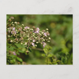 Postal Bee on flower