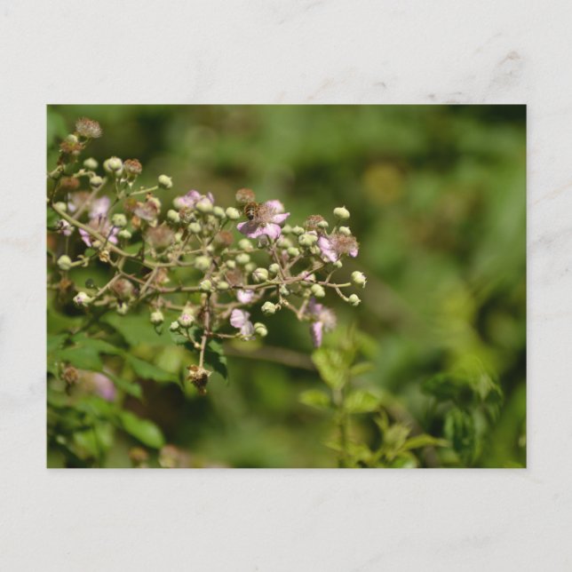 Postal Bee on flower (Anverso)