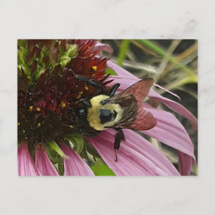Postal Bee On Flower
