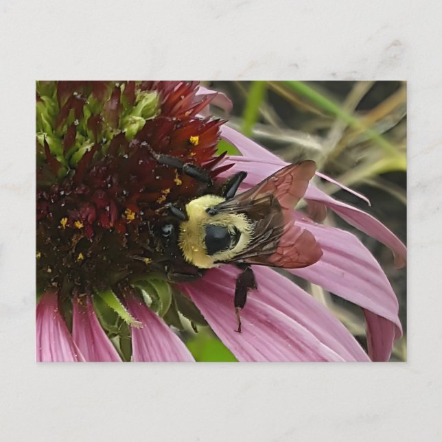 Postal Bee On Flower (Anverso)