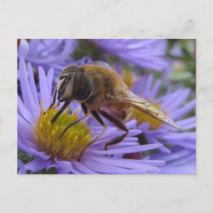 Postal Bee On Flower