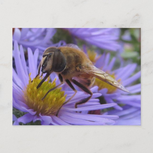 Postal Bee On Flower (Anverso)