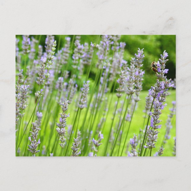 Postal Bee on Lavender Summer Floral (Anverso)
