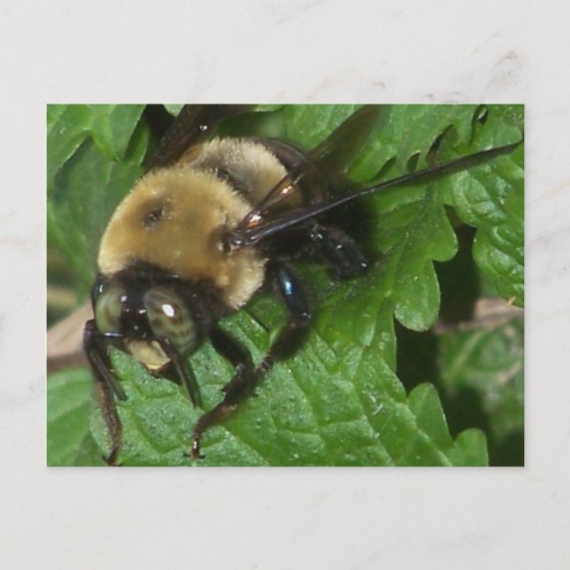 Postal Bee on Lemon Balm (Anverso)
