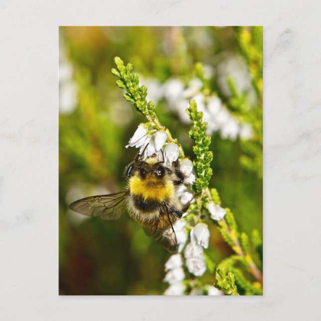 Postal Bee on Lucky White Heather (Anverso)