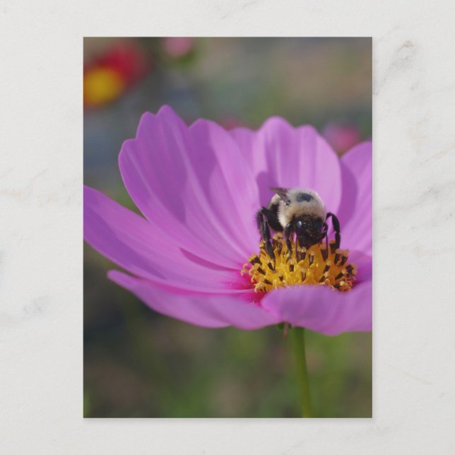 Postal Bee On Pink Cosmos Flower Nature (Anverso)
