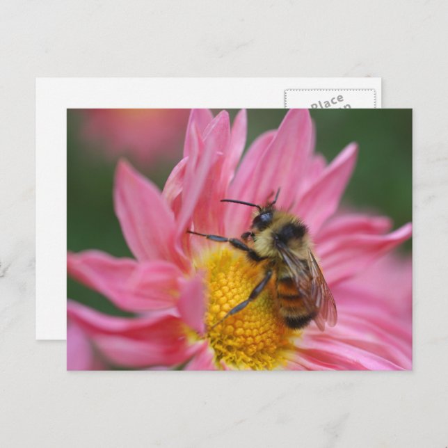 Postal Bee On Pink Daisy Flower Photography  (Anverso / Reverso)