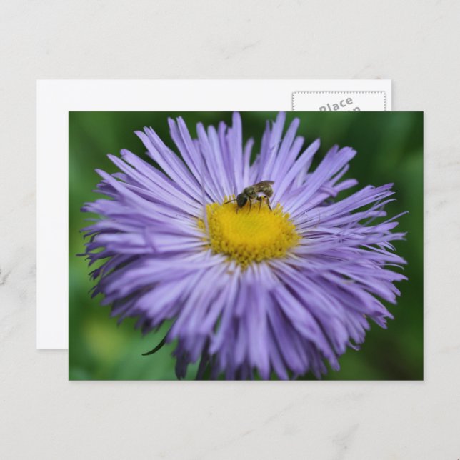 Postal Bee On Purple Daisy Flower Photography  (Anverso / Reverso)