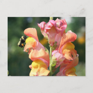Postal Bee On Snapdragon Flower Photo Postcard