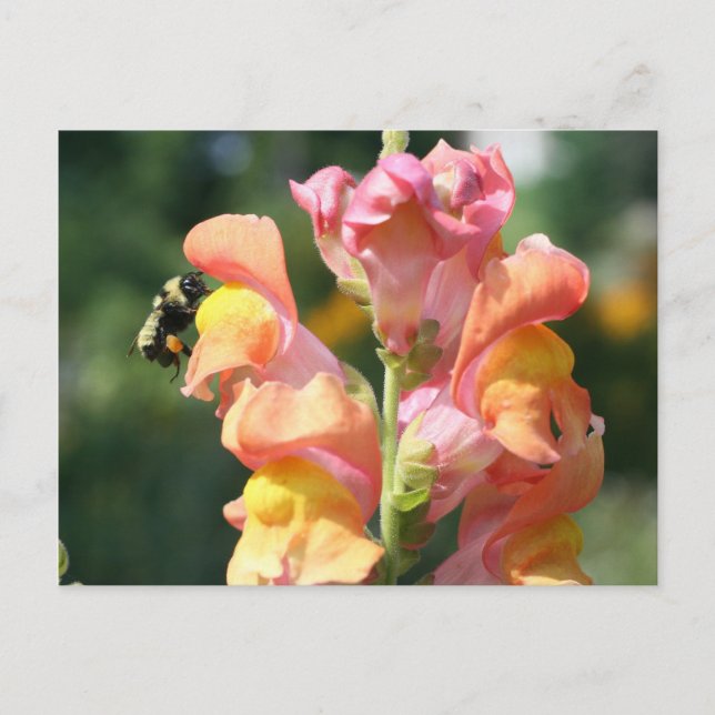 Postal Bee On Snapdragon Flower Photo Postcard (Anverso)