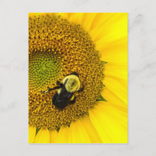 Postal Bee on Sunflower