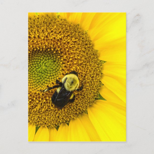 Postal Bee on Sunflower (Anverso)