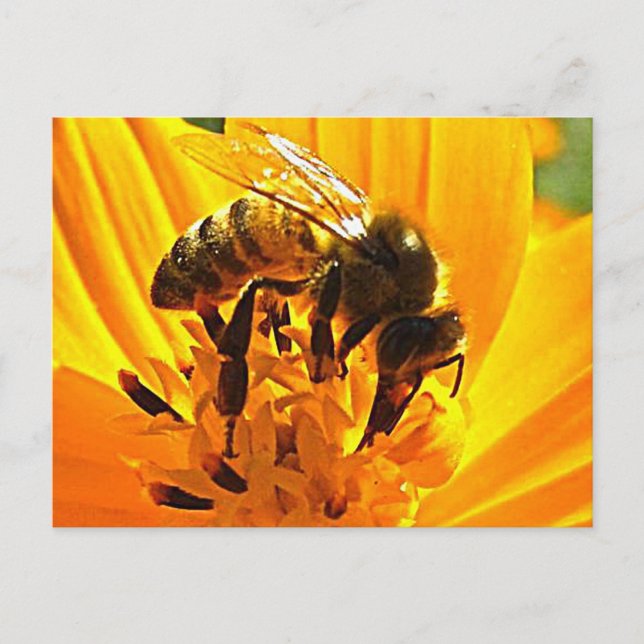 Postal Bee on the Flower (Anverso)