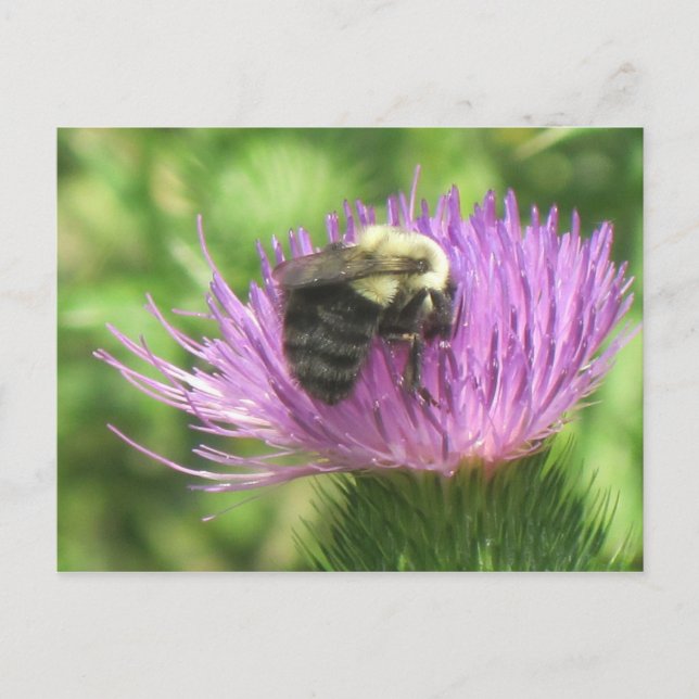 Postal Bee On Thistle (Anverso)