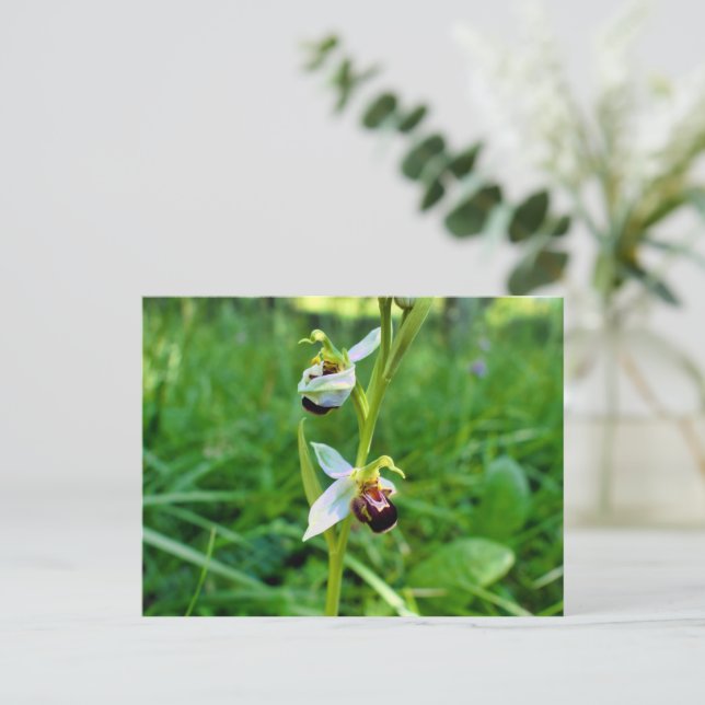 Postal Bee Orchid (Anverso de pie)