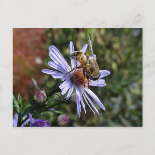 Postal Bee Poscard
