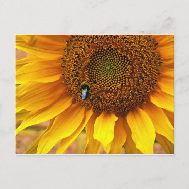 Postal Bee Sunny (Anverso)