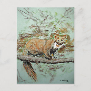 Postal Beech marten