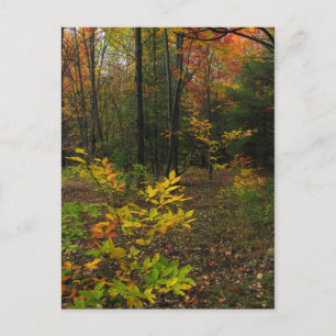 Postal Beech Woods