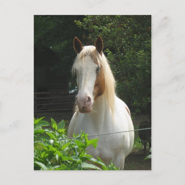 Postal Beedahbeen (Anverso)