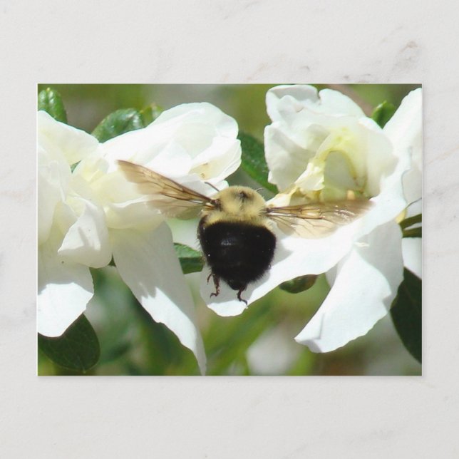 Postal Bee'n Busy (Anverso)