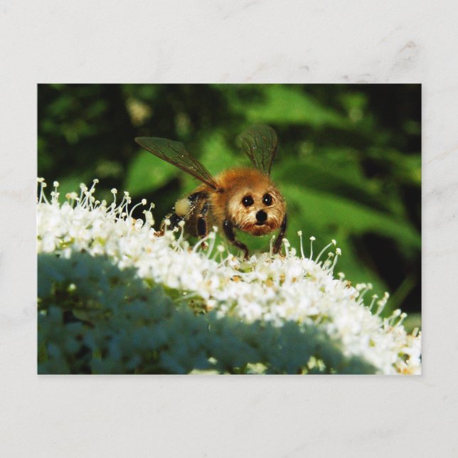 Postal Beeog (Anverso)